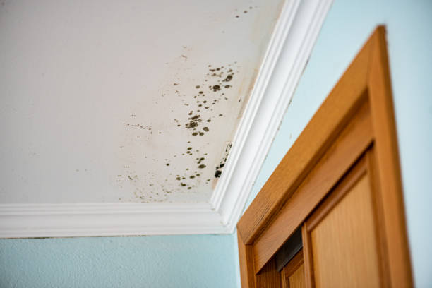 Best Black Mold Removal  in University Park, MD